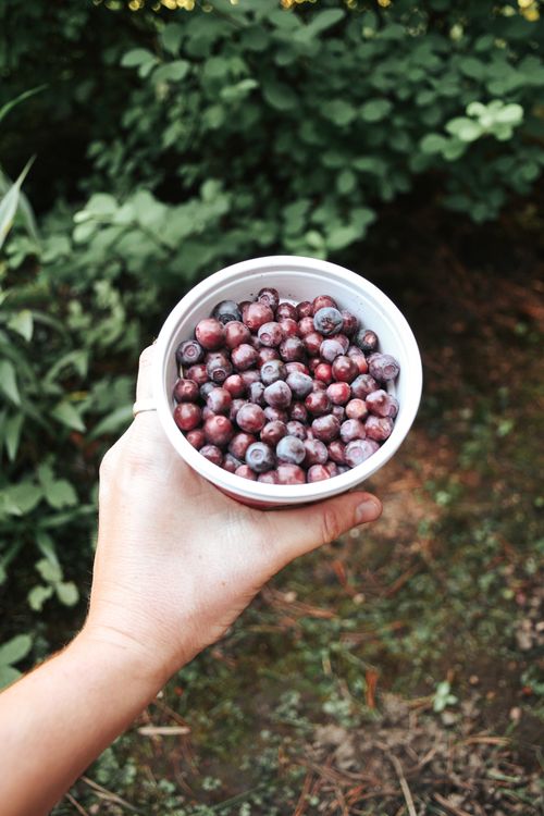 Free A hand holds a bowl of freshly picked berries against a lush outdoor backdrop. Stock Photo
