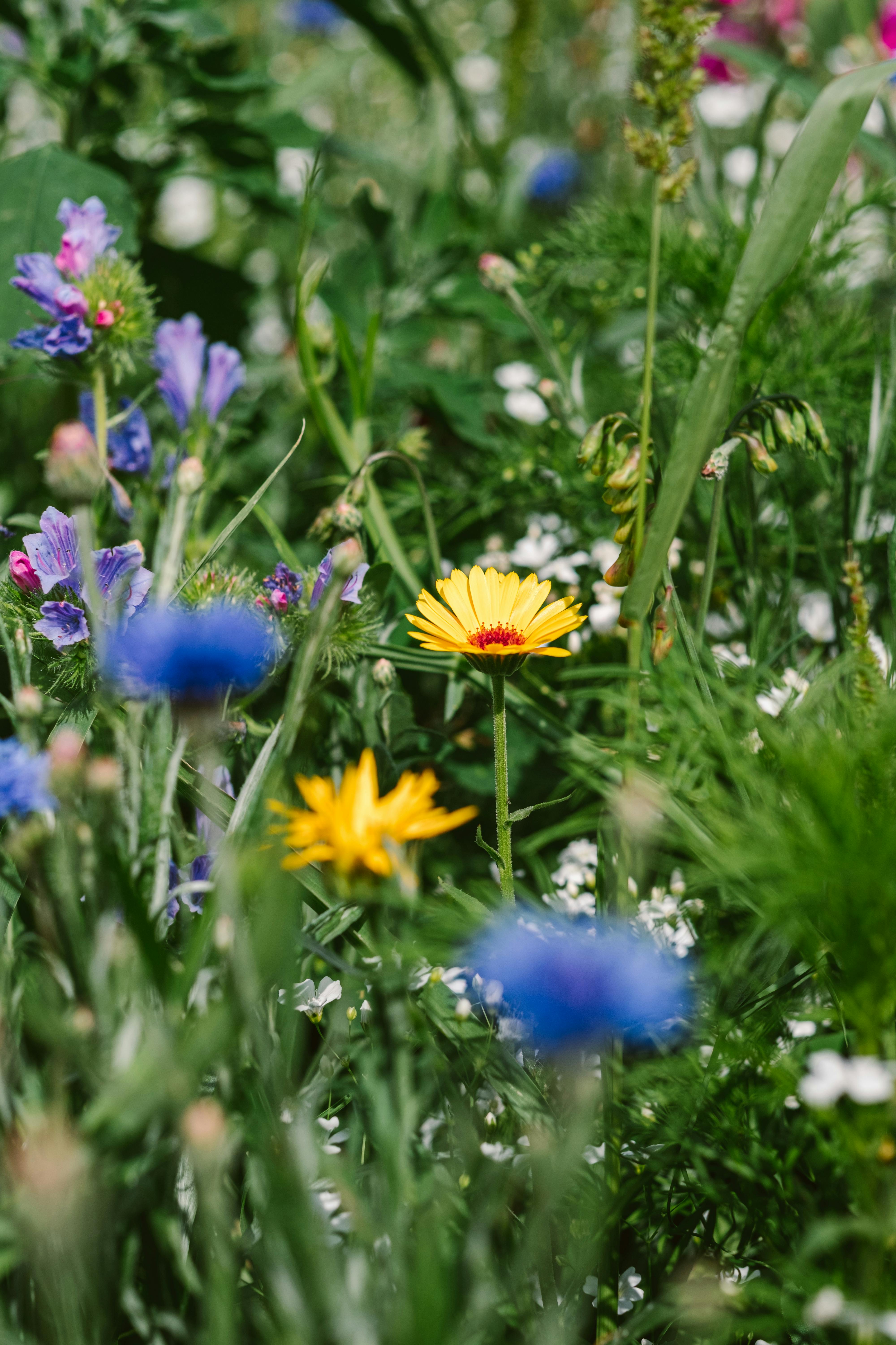 A vibrant wildflower meadow with colorful blossoms captured in Halle (Saale), Germany.