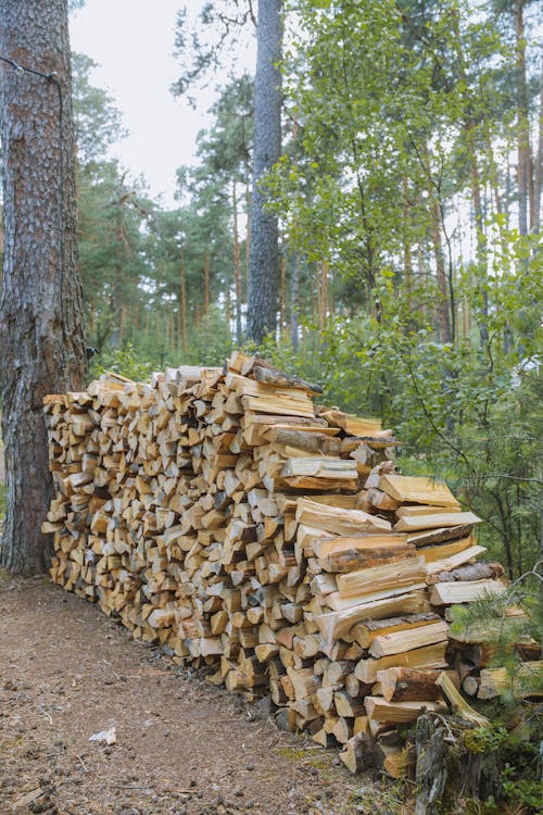 Firewood Stacked beside a Tree