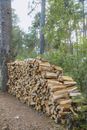 Brown Tree Logs on Dirt Ground