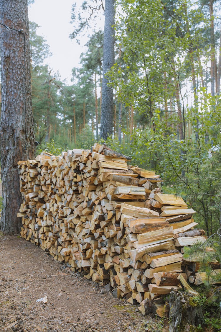 Firewood Stacked Beside A Tree