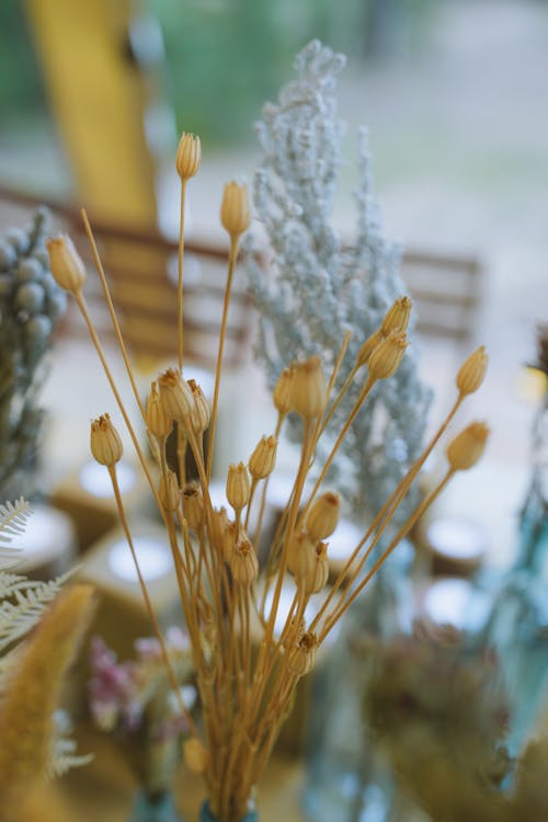 Free Close-up of Flowers Stock Photo