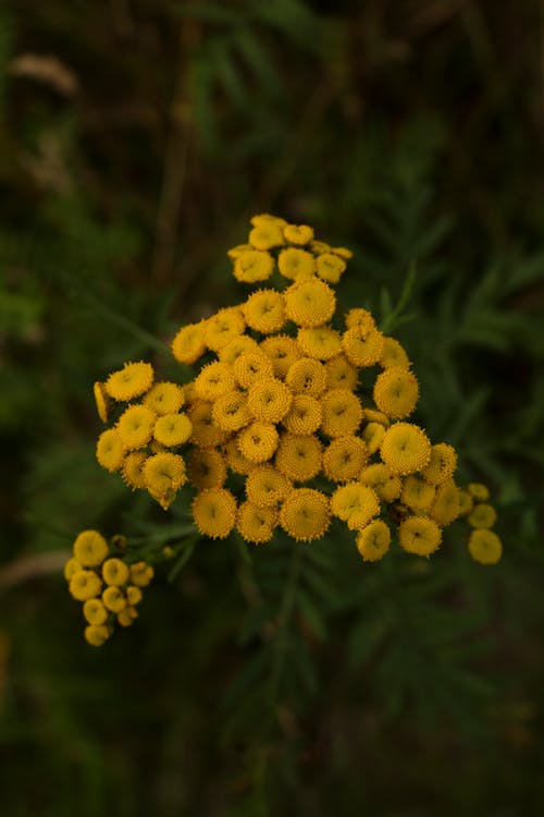 คลังภาพถ่ายฟรี ของ กระดุมทอง, การถ่ายภาพดอกไม้, ดอกสีเหลือง