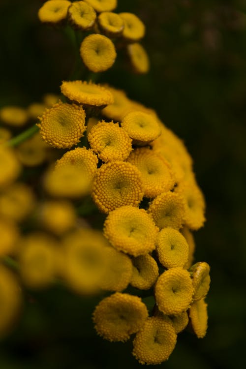 Gratis lagerfoto af blomsterfotografering, gule blomster, gyldne knapper