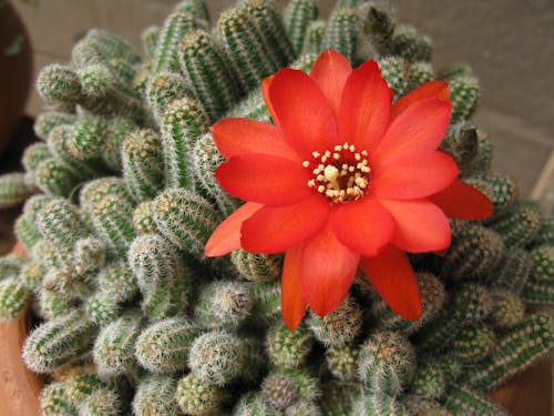 Free Red Flower on Cactus Plant Stock Photo