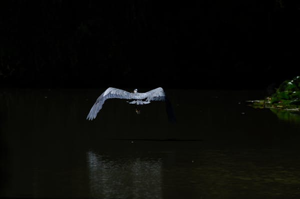 تنظيم المنزل