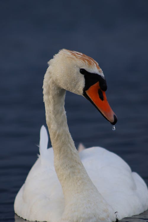 White Swan on Water in Close Up Photography