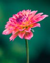 Bright dahlias flower growing in nature