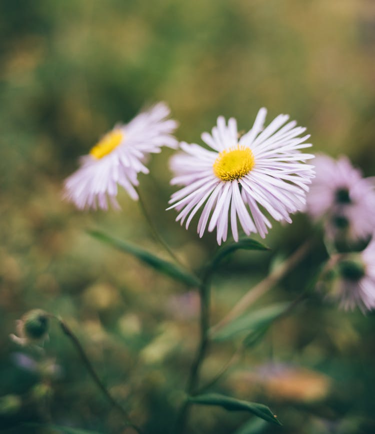 Blooming Chamomiles Growing On Green Meadow