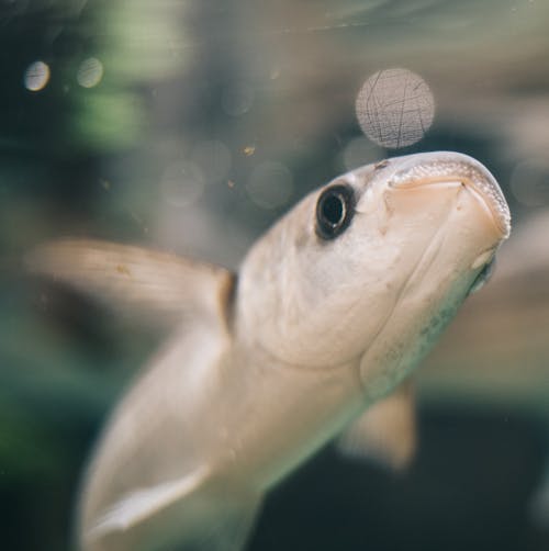 Closeup shot of white fish swimming in crystal clean aquarium water at home