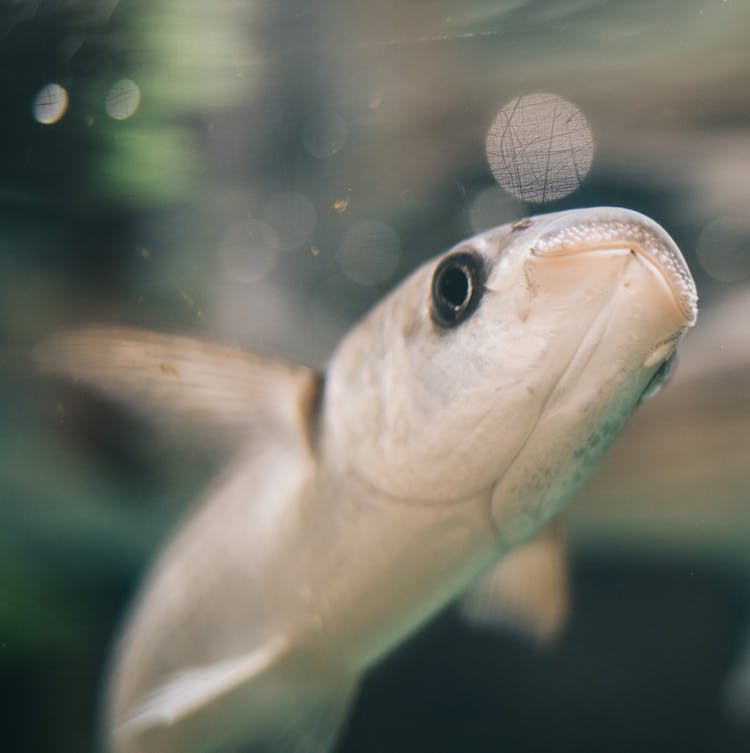 Small Fish Swimming In Aquarium Water