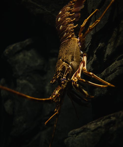 Free Underwater Shot of a Lobster on a Rock Stock Photo