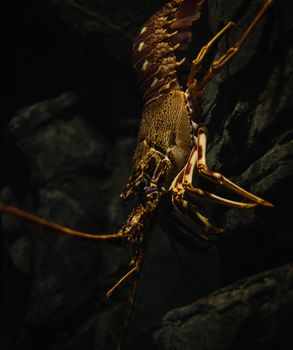 A detailed view of a lobster in its natural underwater habitat, highlighting its antennae and claws.