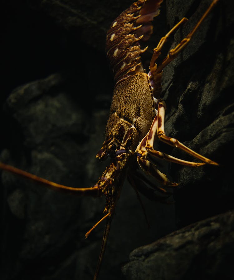 Underwater Shot Of A Lobster On A Rock