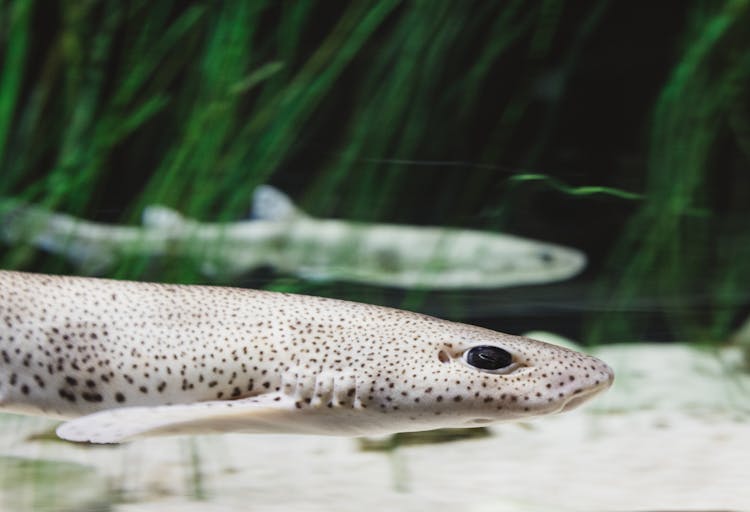 Exotic Fish Swimming In Aquarium Water