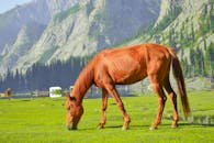 Free stock photo of brown horse, eating grapes, foggy mountain