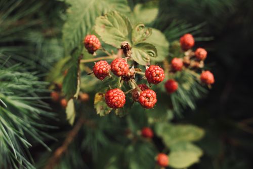 Free Detailed close-up of ripening red berries on a branch amidst green leaves in natural light. Stock Photo