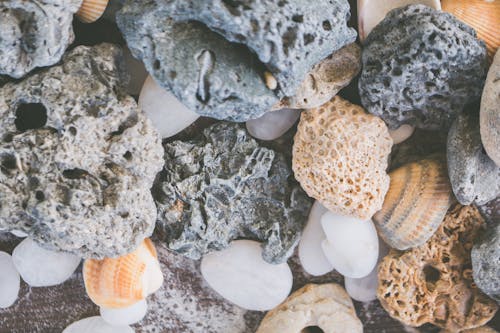 Close-Up Shot of Shells and Stones