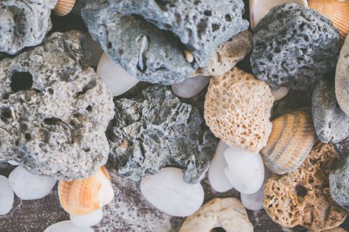 Close-Up Shot of Shells and Stones · Free Stock Photo