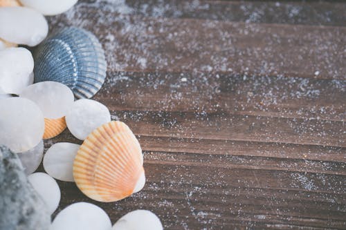 Close-Up Shot of Shells and Stones