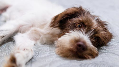 Foto d'estoc gratuïta de adorable, animal, bufó