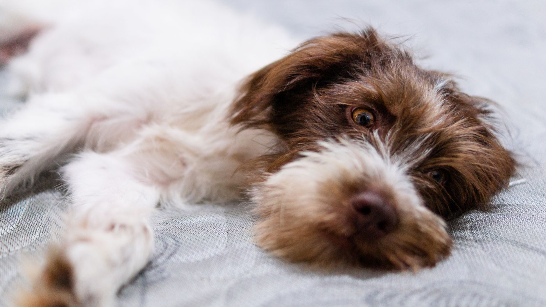 Healthcare and wellness consultation for a dog