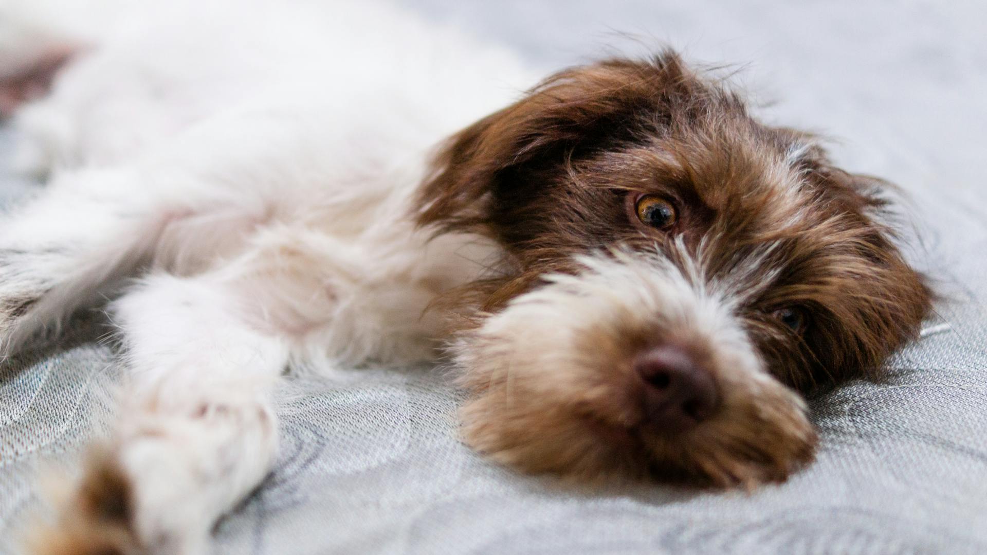 Een close-up van een op de grond liggende Labradoodle