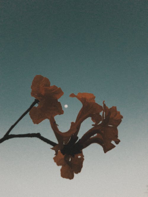 Close-Up Shot of Flowers