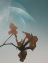 在梦幻般的蓝天背景下，花卉剪影的光线显得柔和