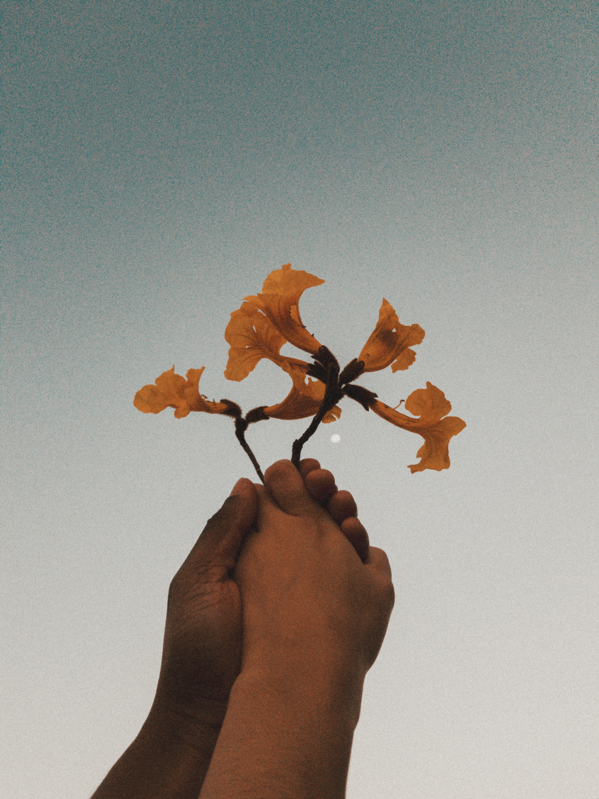双手捧着黄色的花朵，以清澈的蓝天为背景，营造出一种宁静而令人振奋的形象