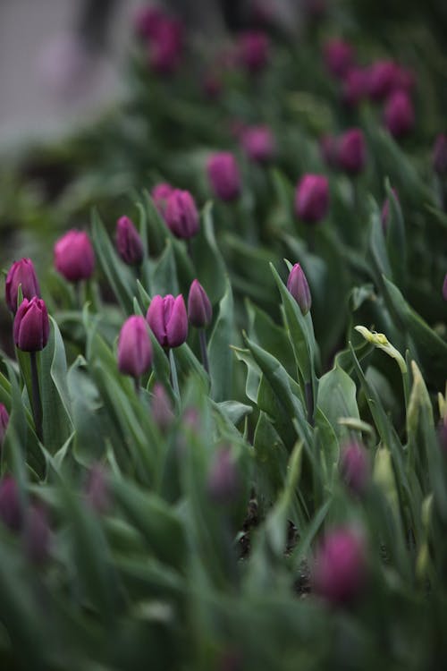 Free Close-Up Shot of Purple Tulips  Stock Photo