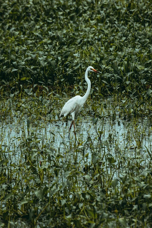 Great egret on swamp between lush green plants