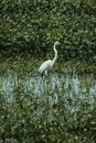 Great egret on swamp between lush green plants