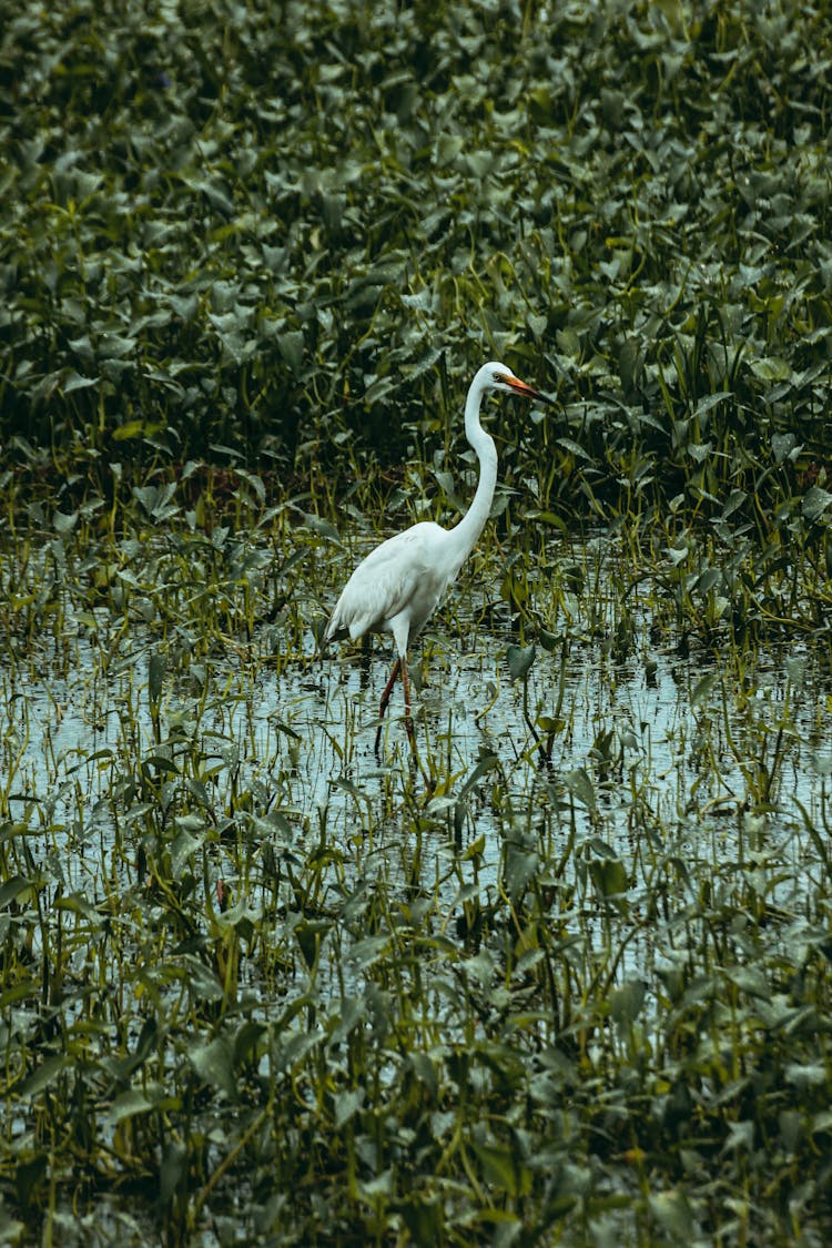 Great Egret On Swamp Between Lush Green Plants