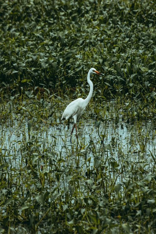 Free Large sized predatory bird with white plumage standing on marsh between plants in summer Stock Photo