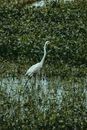 Common egret with white plumage and long neck standing on morass between plants in summer