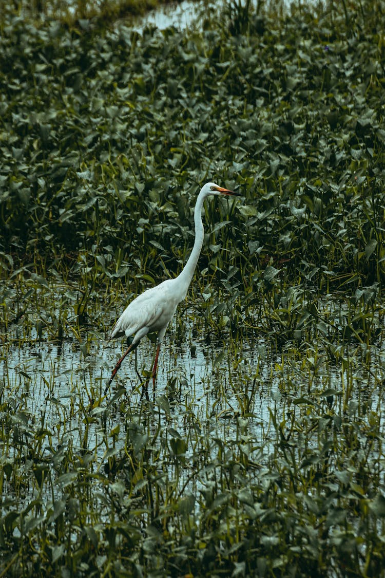 Egret On Bog Between Green Plants In Daytime