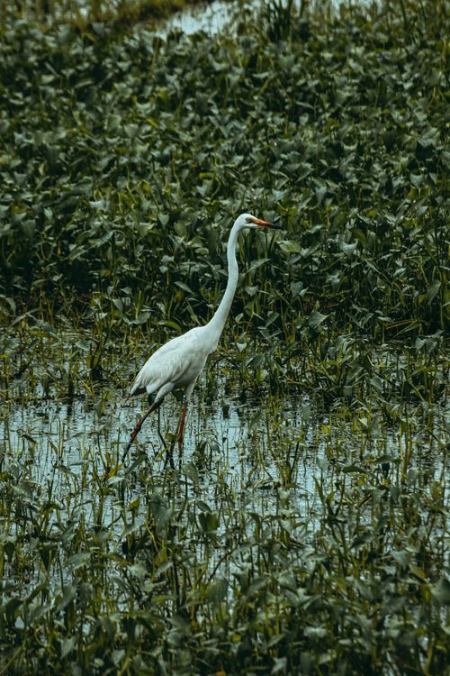 Free Common egret with white plumage and long neck standing on morass between plants in summer Stock Photo