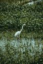 Common egret on swamp between lush plants