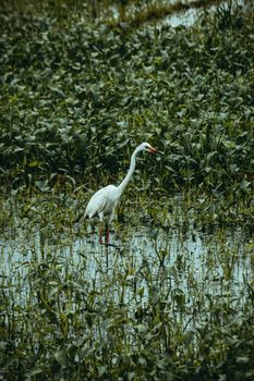 Common egret on swamp between lush plants