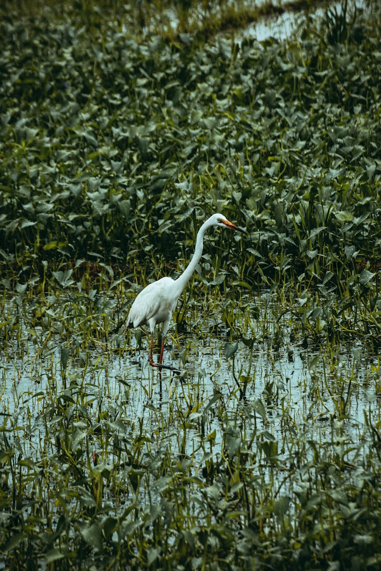 Common Egret On Swamp Between Lush Plants