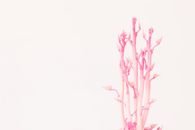 Free stock photo of fresh, leaves, minimalism