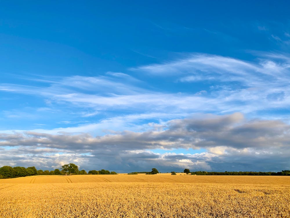 Foto profissional grátis de área, céu azul, cultivo