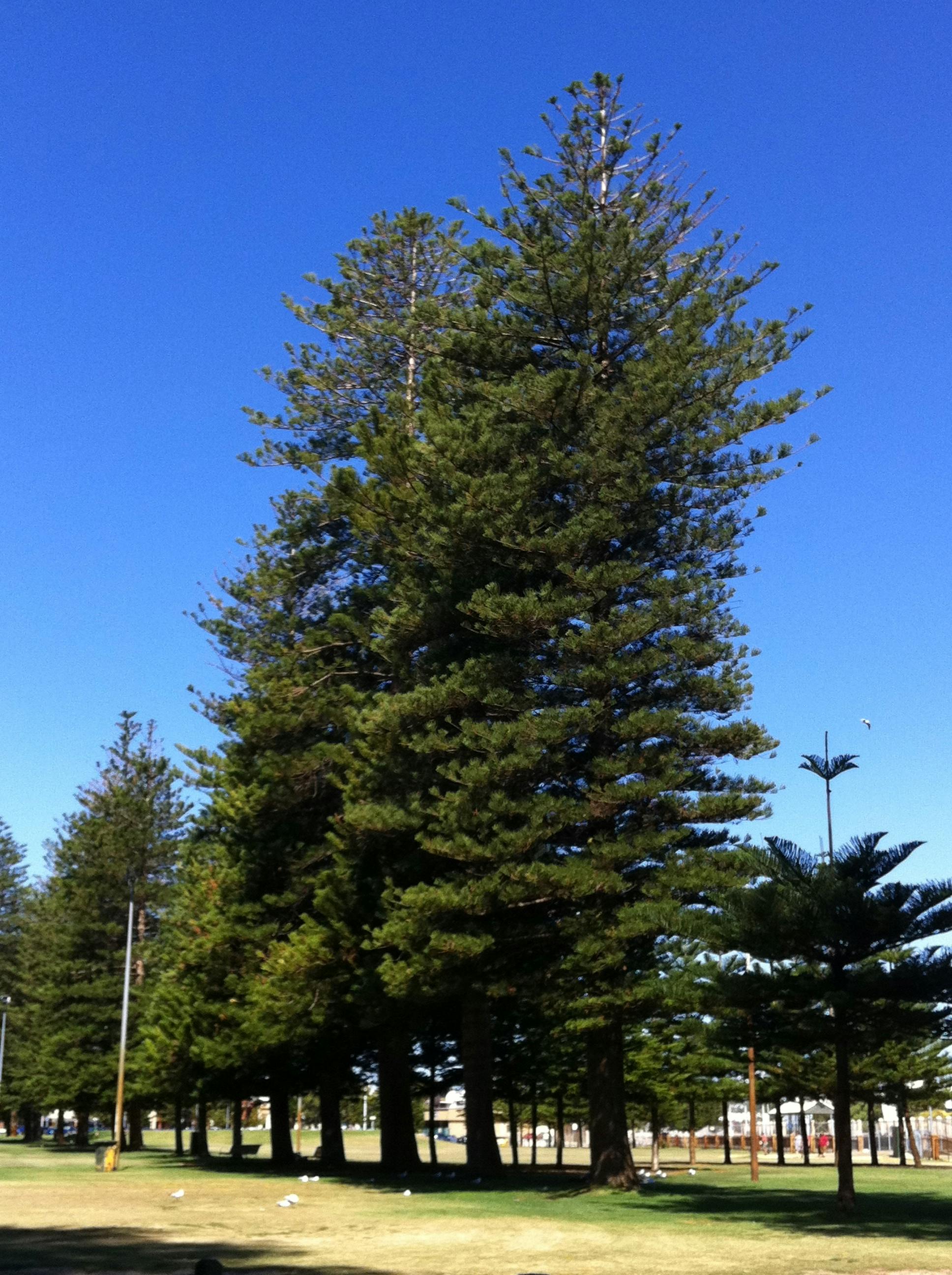 Moroccan leather craftsman