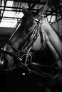 Horse with harness in stable in countryside