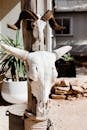 Dead skulls of animals hanging on post