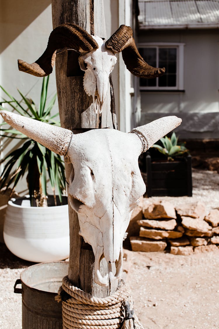 Dead Skulls Of Animals Hanging On Post