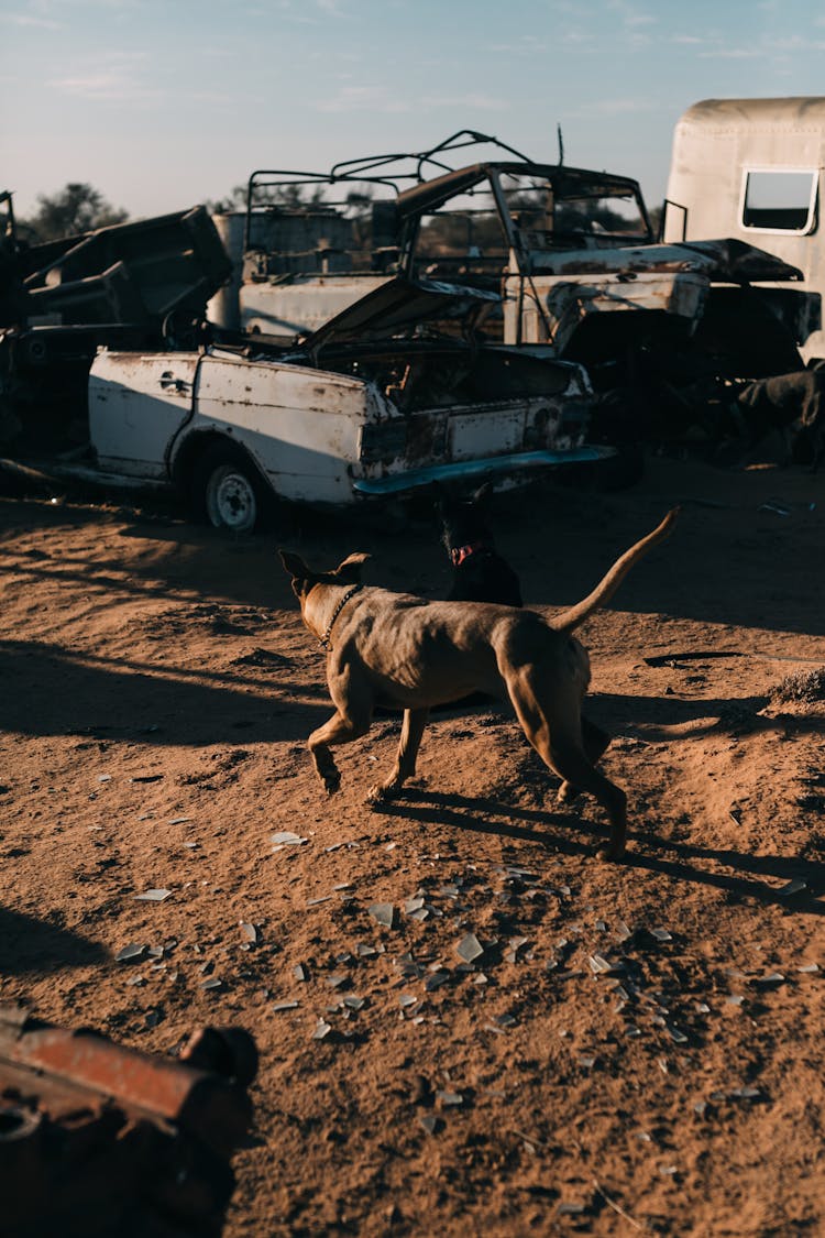 Dog Walking Against Abandoned Cars In Desert