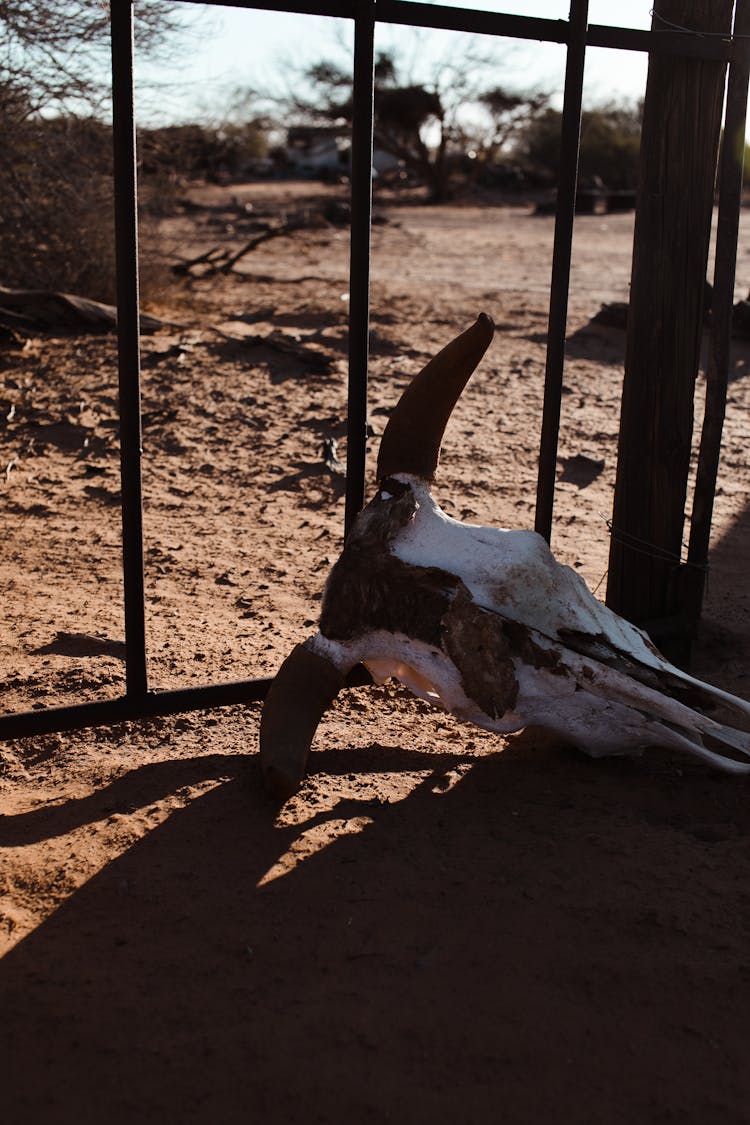 Dead Animal Skull On Sandy Land In Sunlight