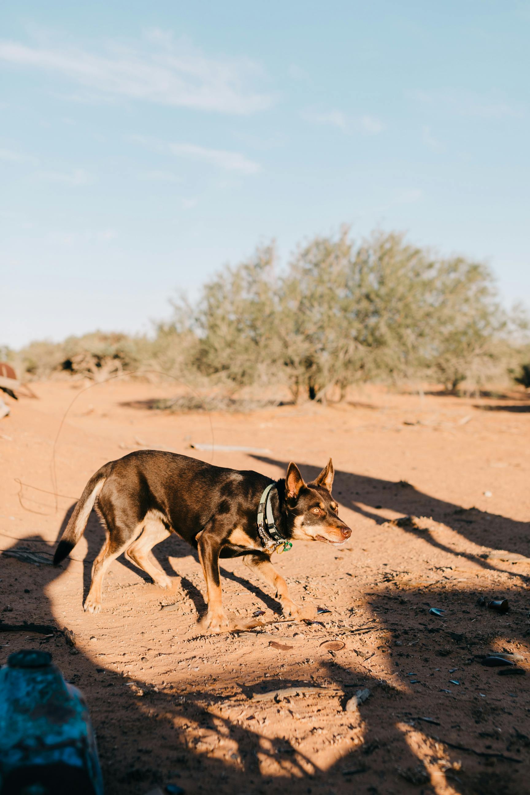 dog walking along desert in sunlight